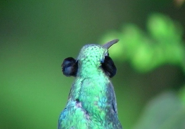 Colibrí Rutilante - ML326799141