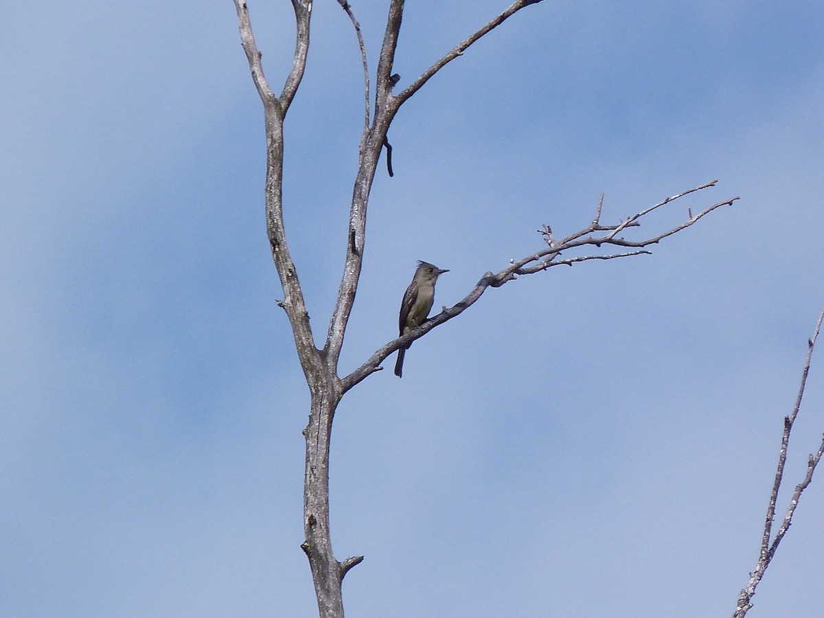 Greater Pewee - ML326799201