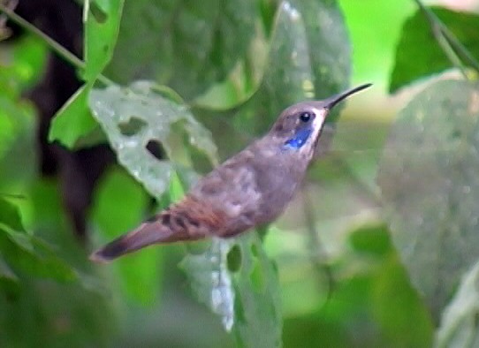 kolibřík fialovouchý - ML326801751
