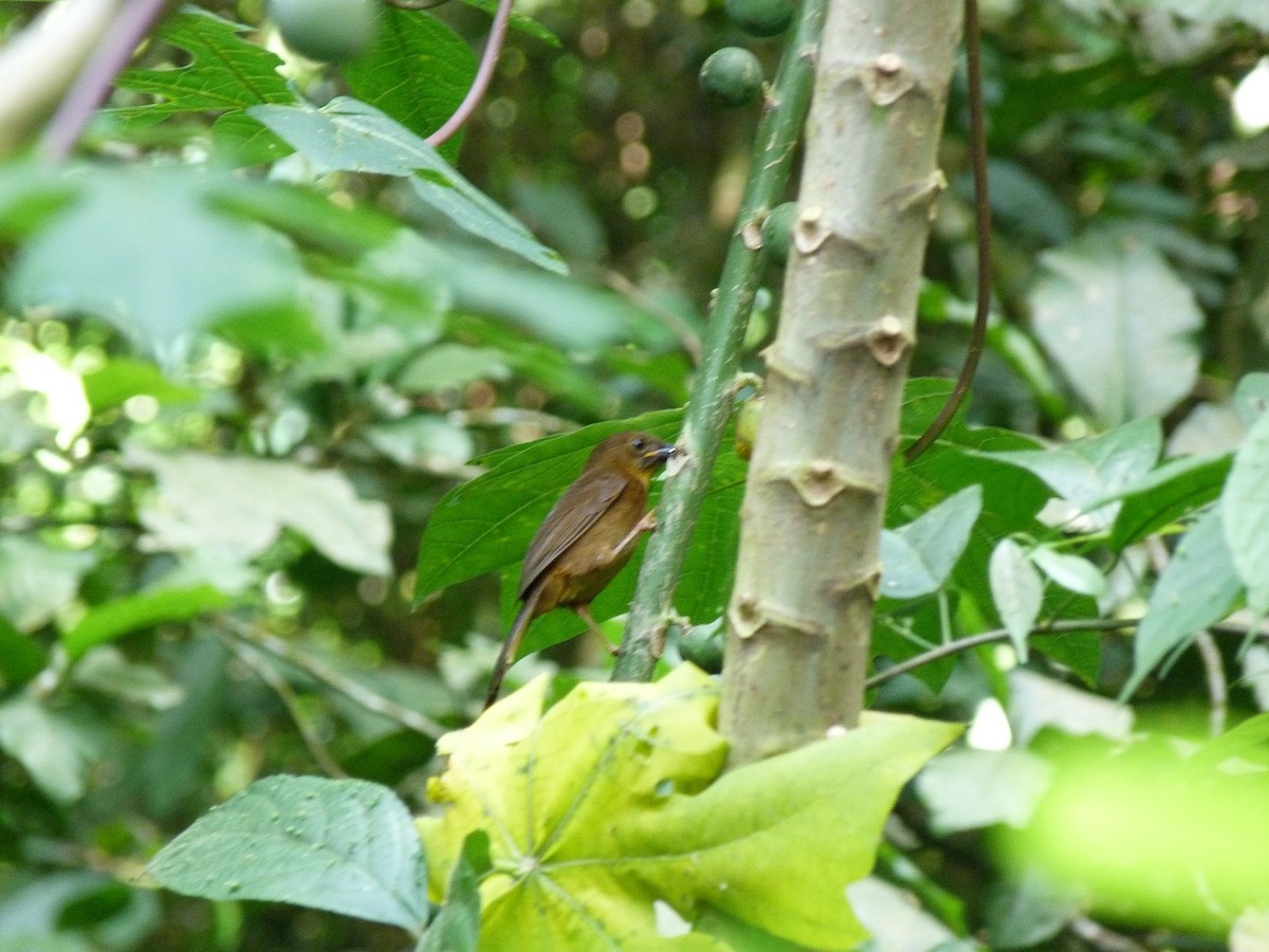 Red-throated Ant-Tanager - ML326802231
