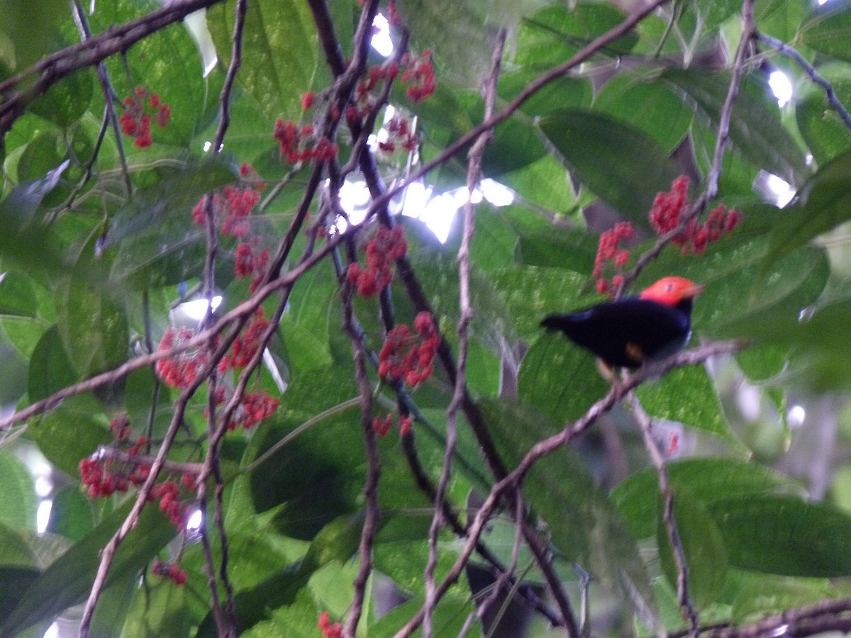 Red-capped Manakin - ML326803631