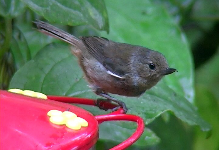 White-sided Flowerpiercer - ML326803981