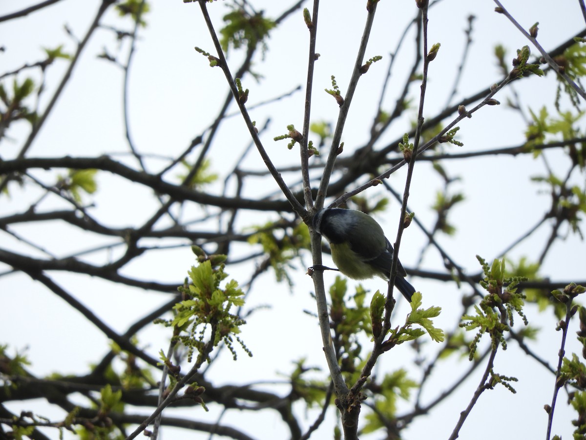 Eurasian Blue Tit - ML326804631