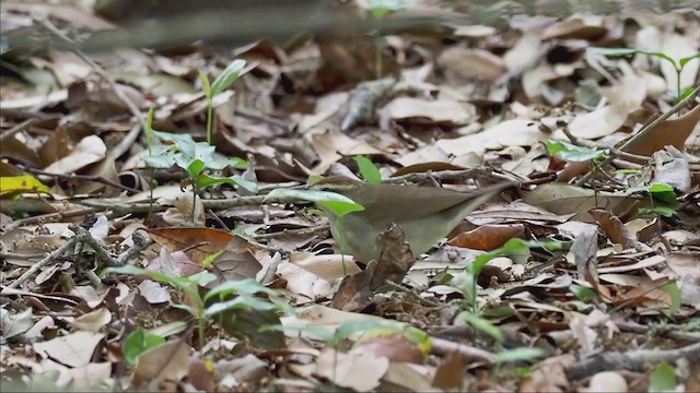 Swainson's Warbler - ML326804851