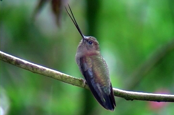 Green-fronted Lancebill - Josep del Hoyo