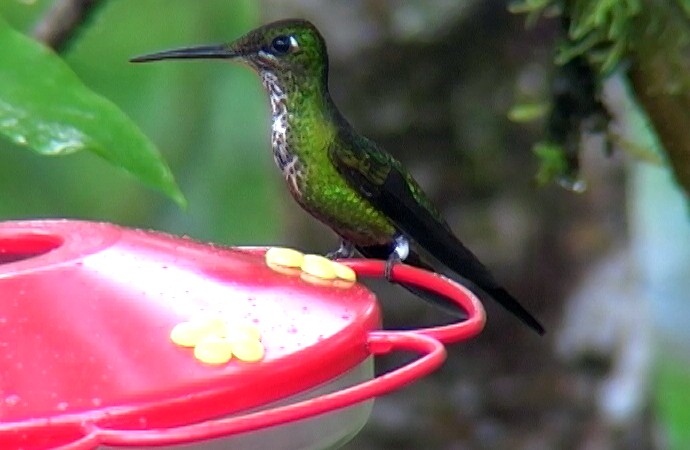 kolibřík císařský - ML326807491