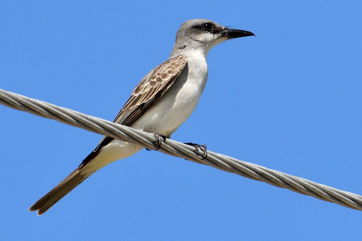 Gray Kingbird - John Doty