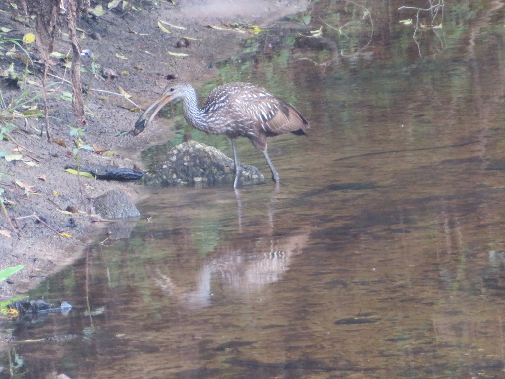 Limpkin - Cathy Cornelius