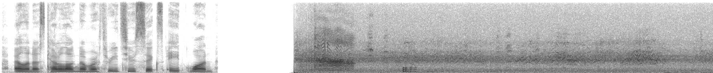 Brown Noddy - ML32681