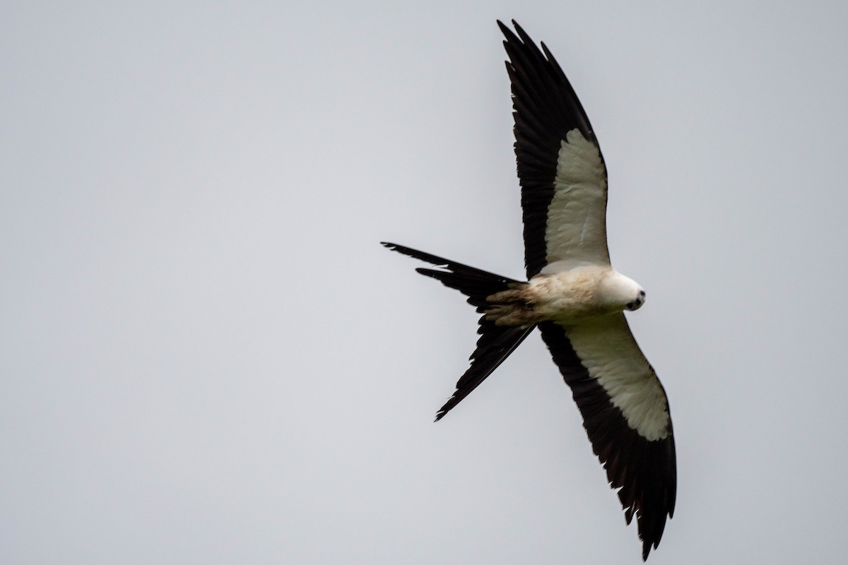 Swallow-tailed Kite - ML326810611