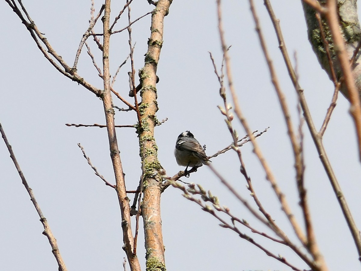 Coal Tit - ML326811251