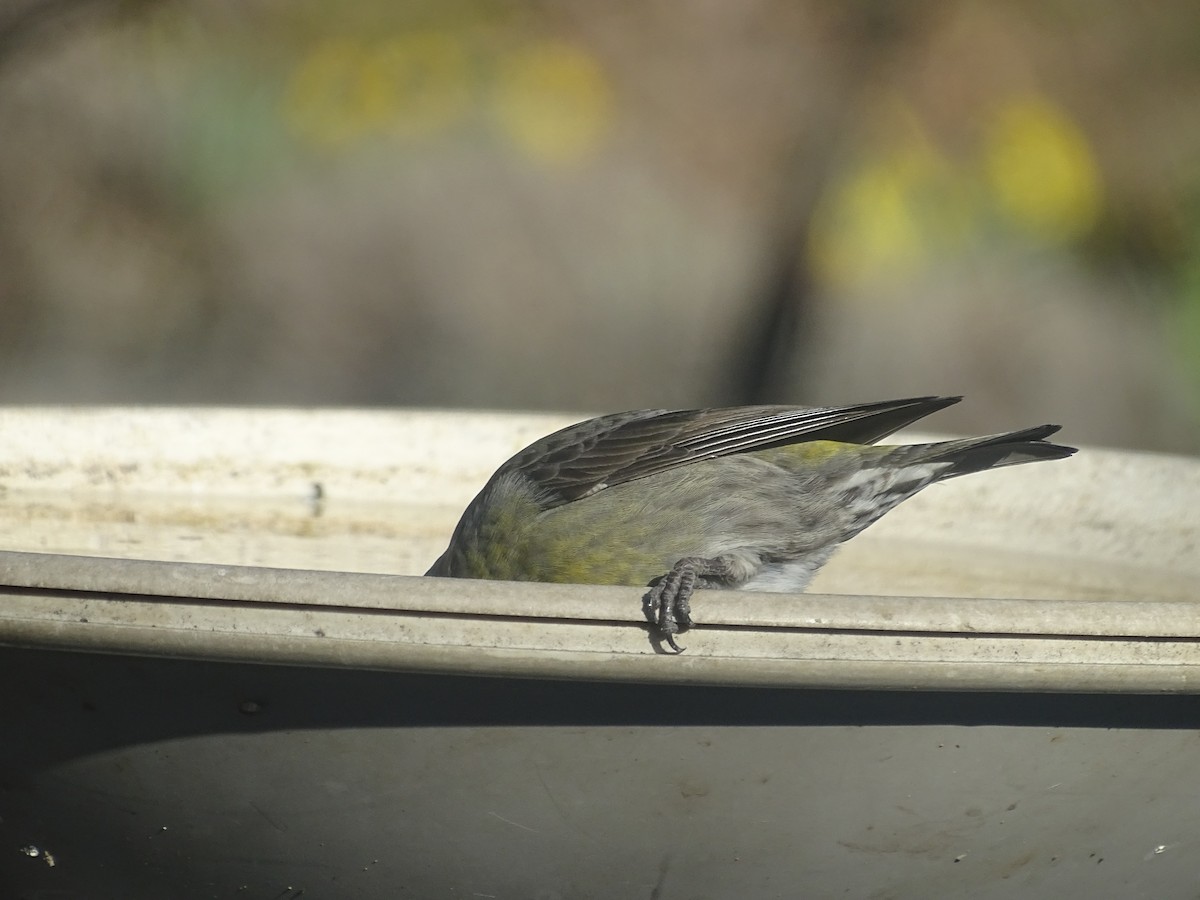 Red Crossbill - ML326812011