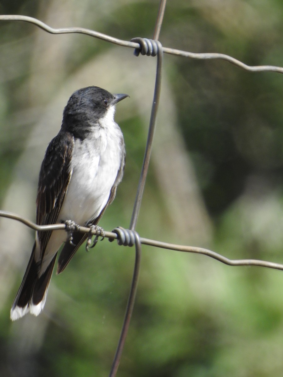 Eastern Kingbird - ML32681481