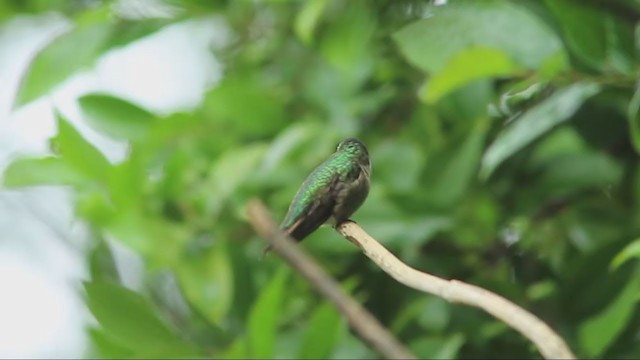 Colibrí Coliancho - ML326814841