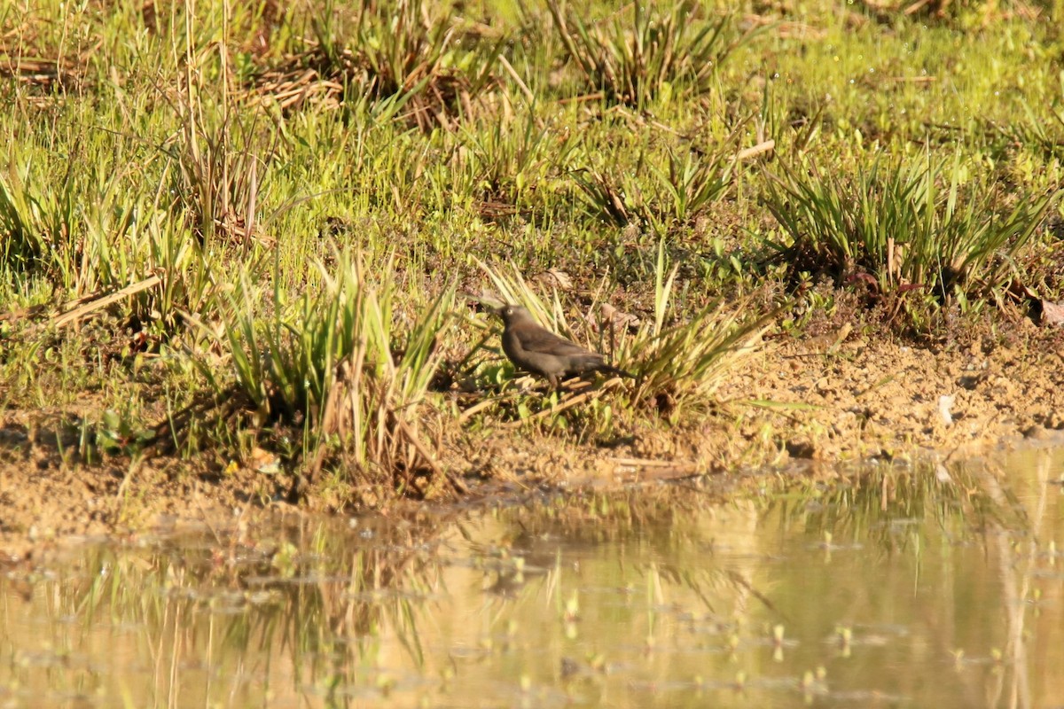 Rusty Blackbird - ML326815681