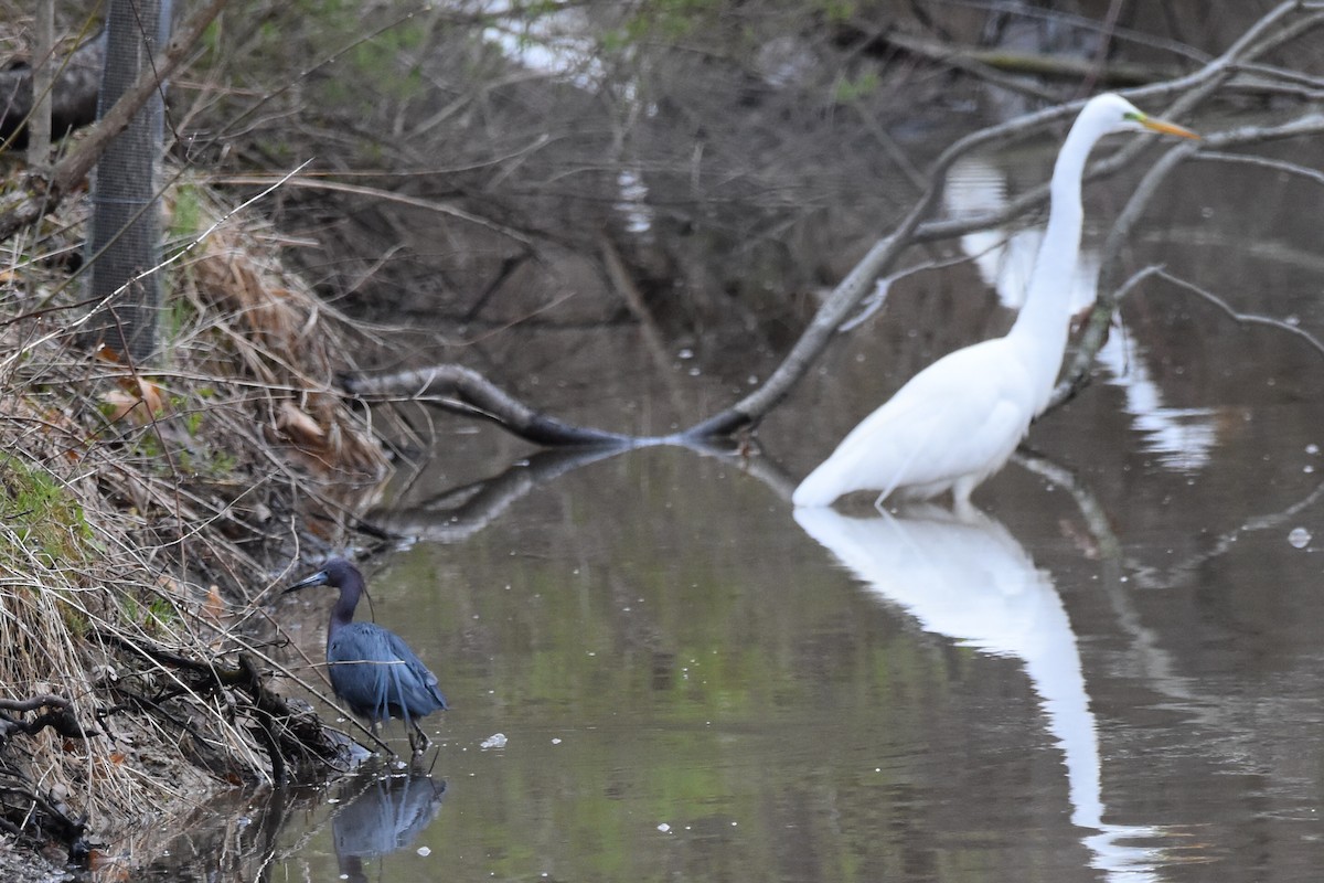 Little Blue Heron - Shirley Chambers
