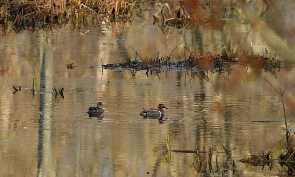 Green-winged Teal (American) - Pete Shen