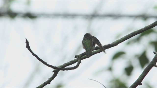 Geniş Kuyruklu Kolibri - ML326816581