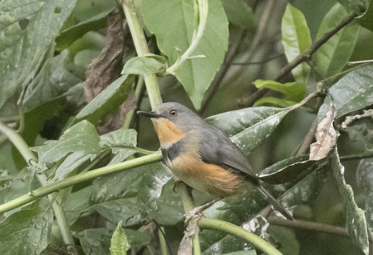 Rwenzori Apalis - ML326818781