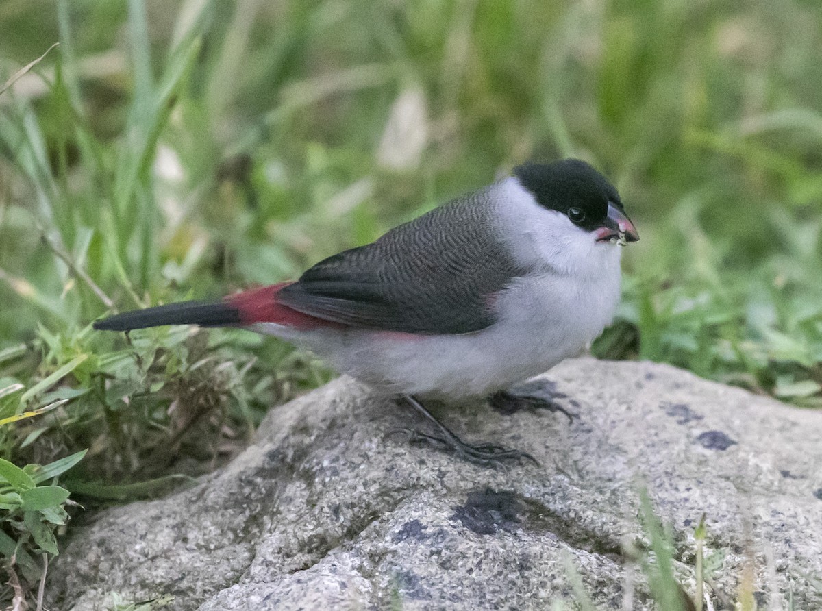 Kandt's Waxbill - ML326819981