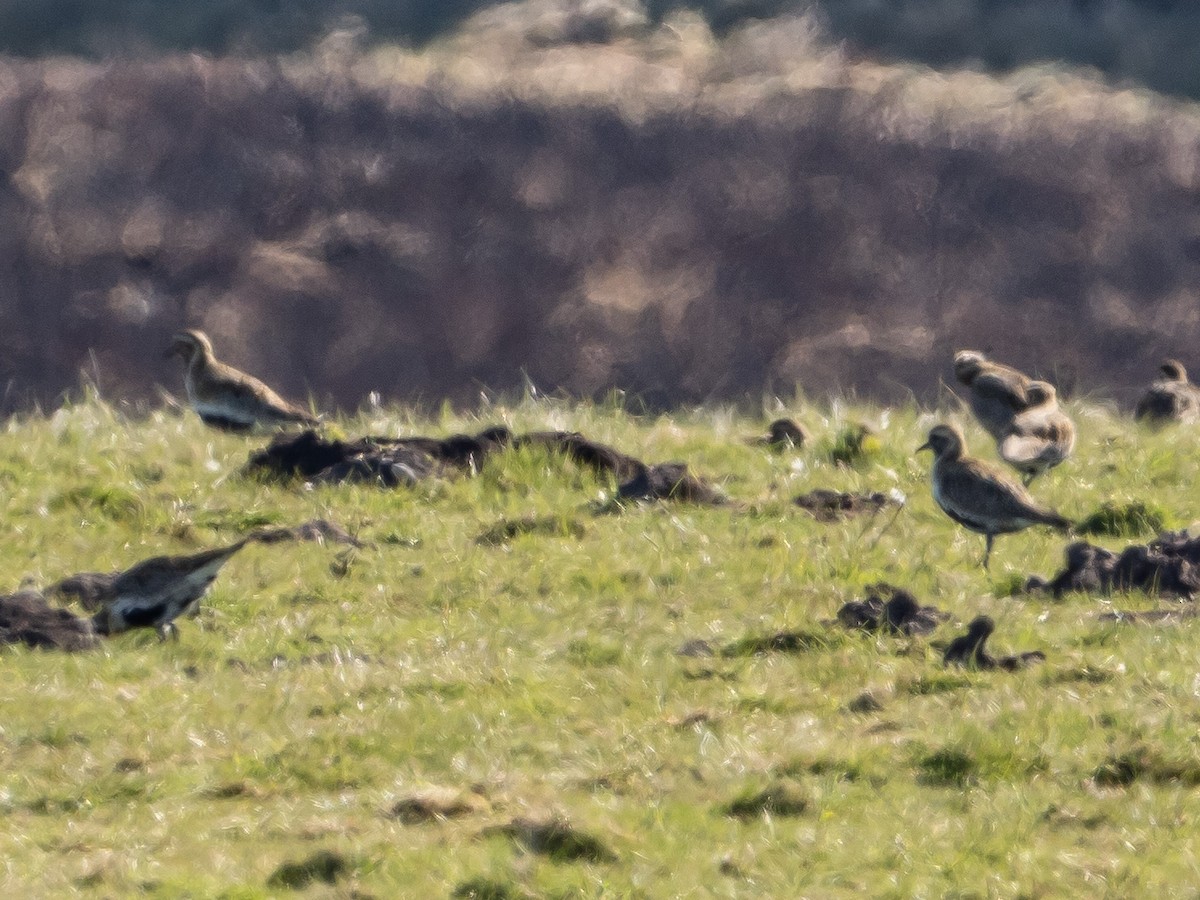 European Golden-Plover - ML326821801