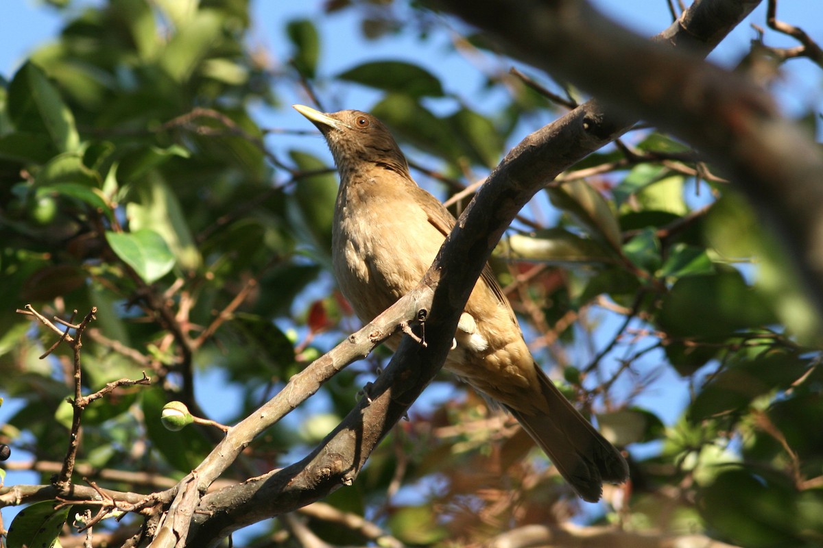 Clay-colored Thrush - Rainer Seifert