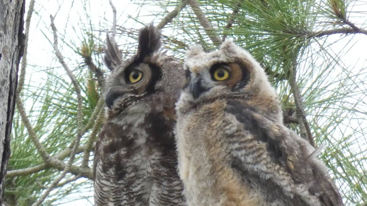 Great Horned Owl - Jim Mott