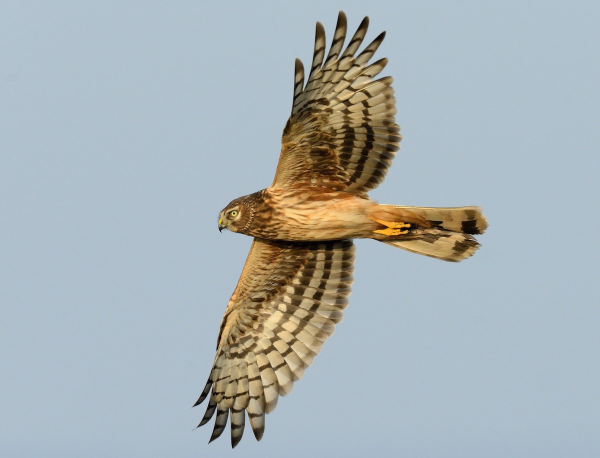 Hen Harrier - ML326825091