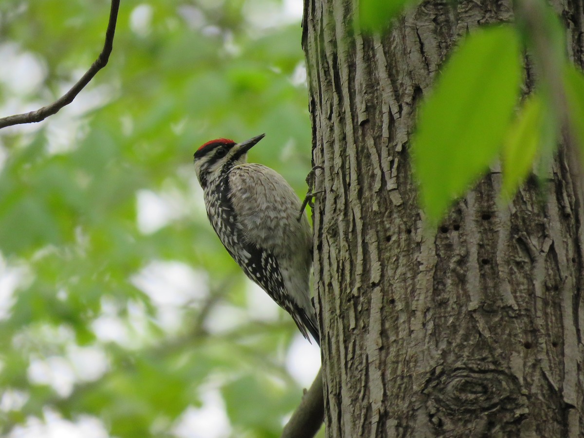 Yellow-bellied Sapsucker - ML326825281