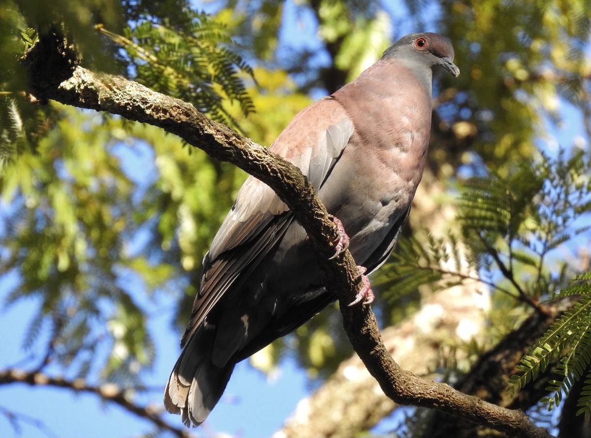 Pale-vented Pigeon - Fe Sofal
