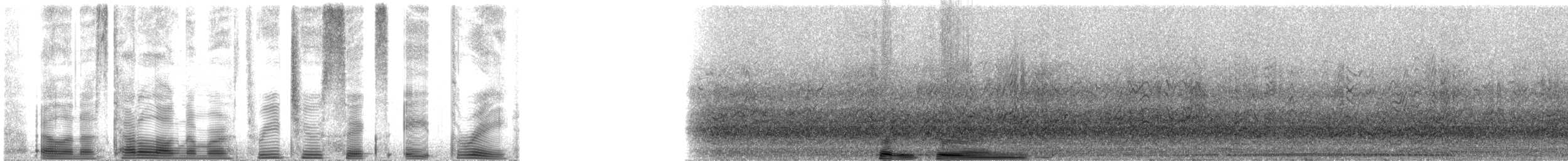 Sooty Tern - ML32683