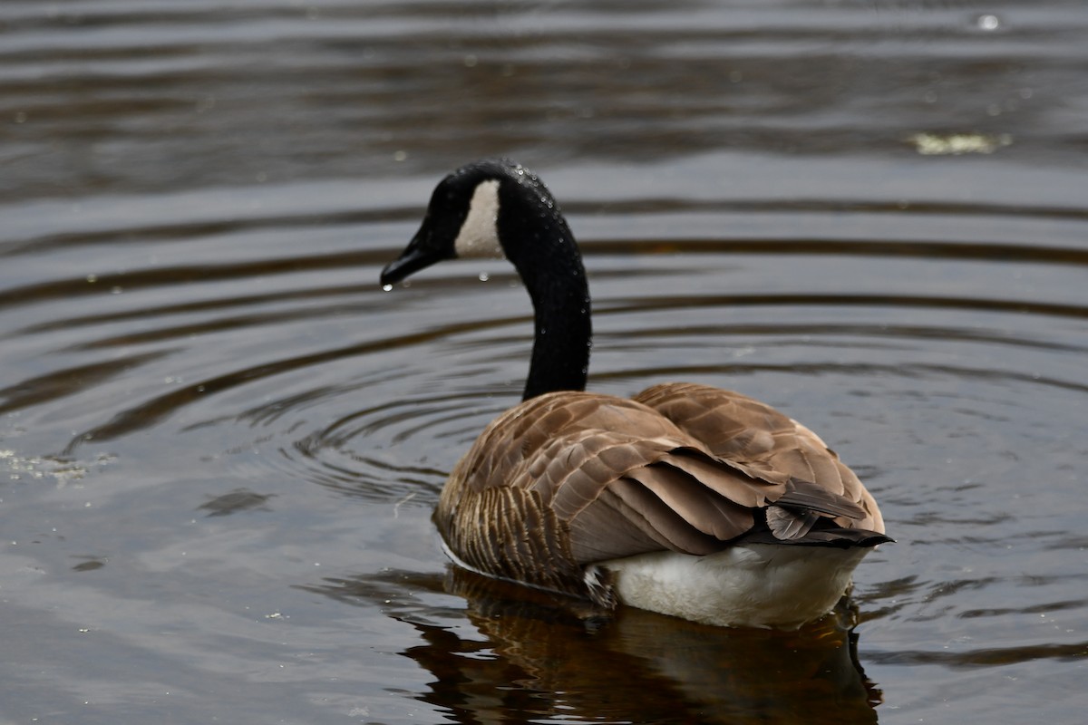 Canada Goose - Helene Laliberte