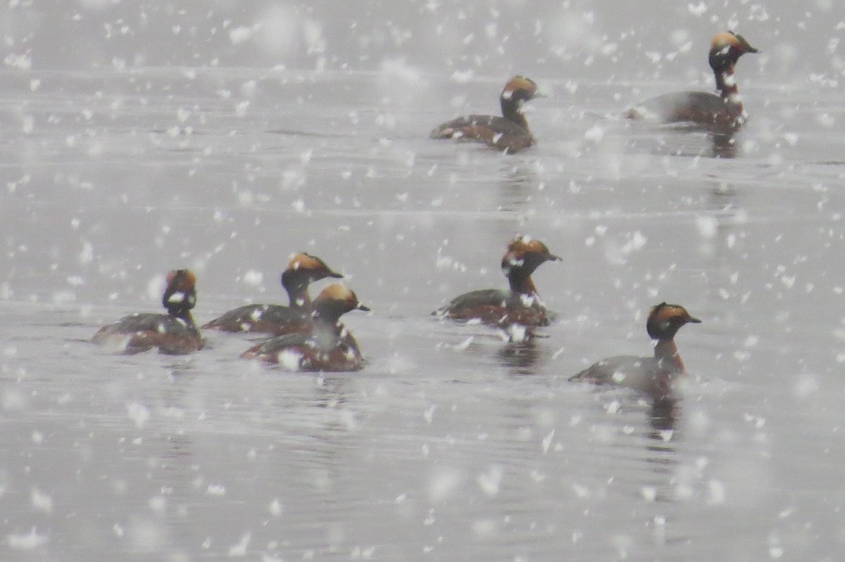 Horned Grebe - ML326830141