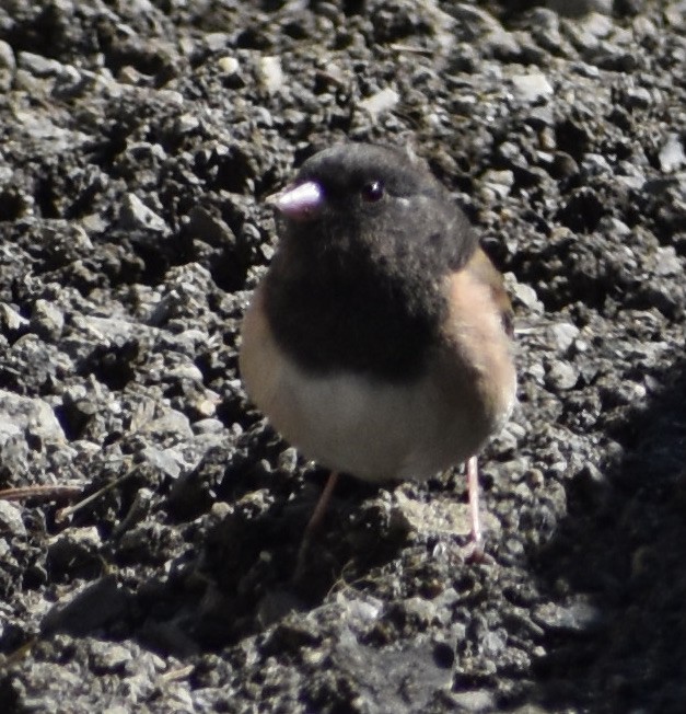 Dark-eyed Junco - ML326830531