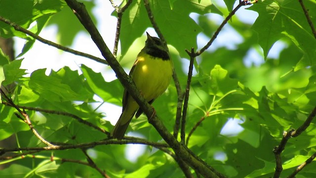 Mourning Warbler - ML326834191