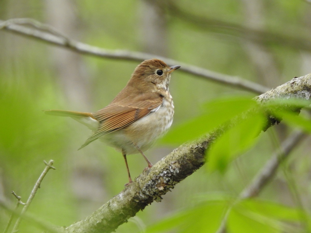 Hermit Thrush - ML326834601