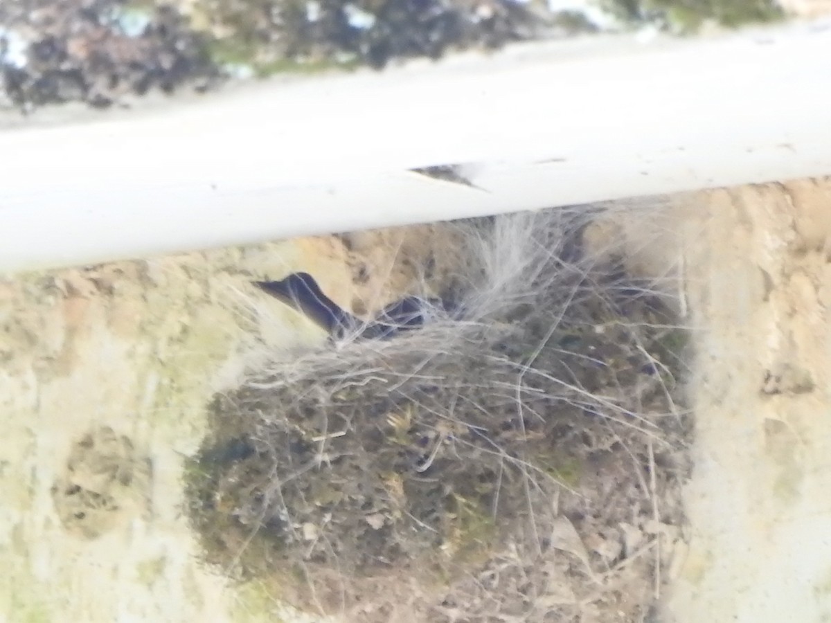 Eastern Phoebe - ML326834651