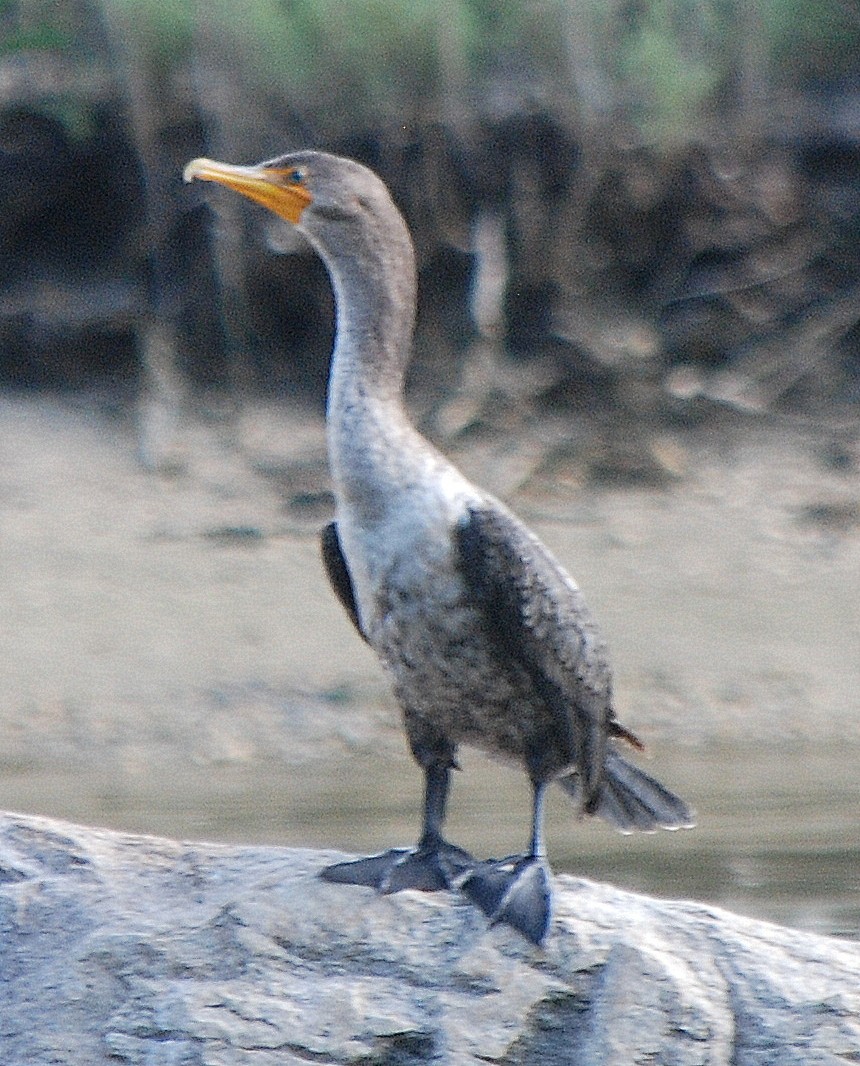 Double-crested Cormorant - ML32683501