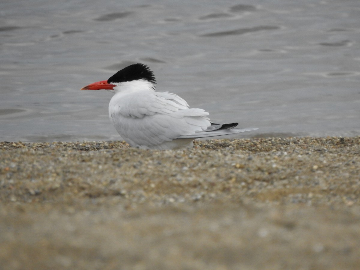 Caspian Tern - Bill Stanley