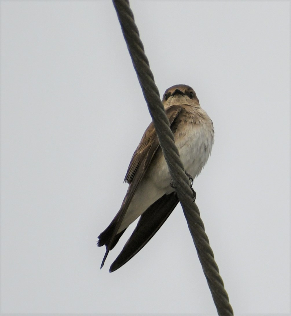 Northern Rough-winged Swallow - ML326836121