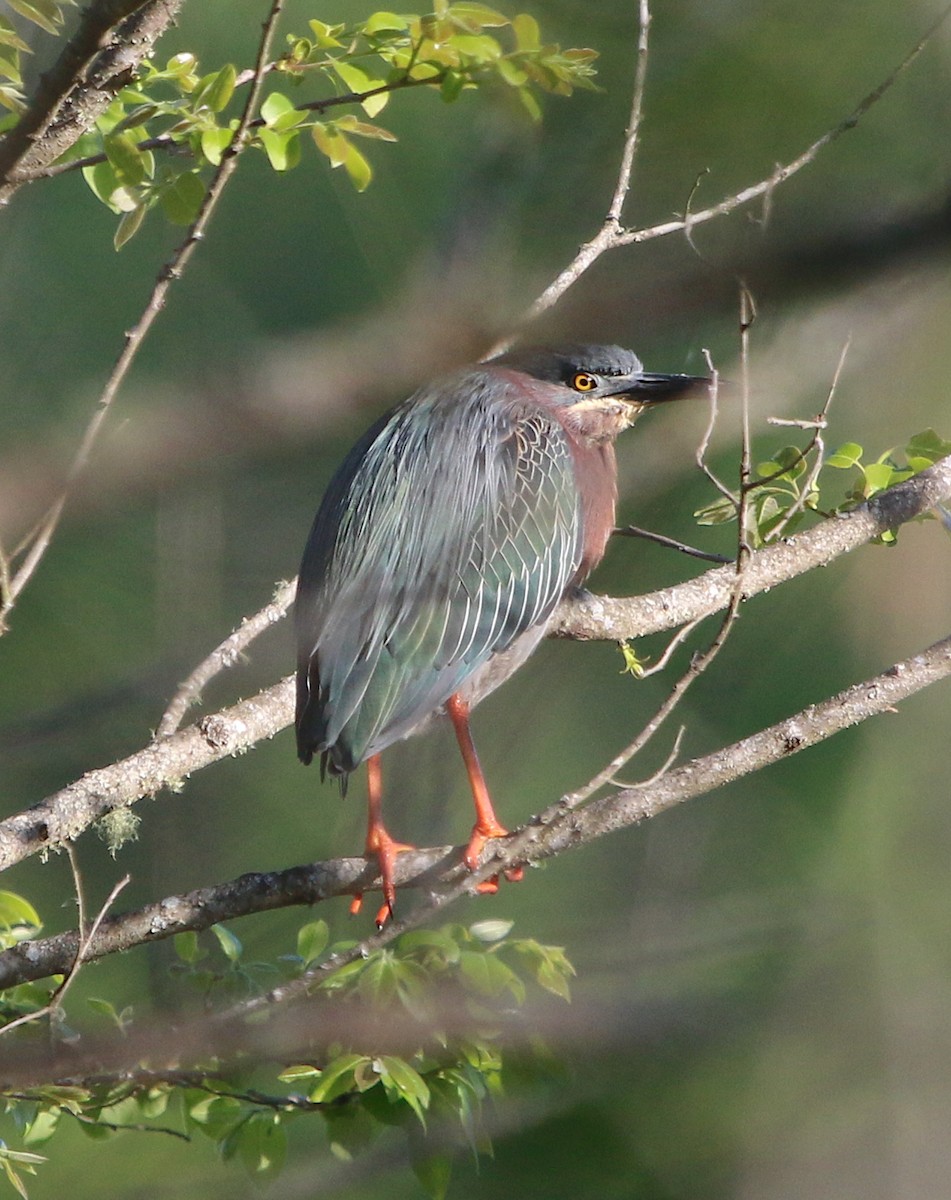 Green Heron - ML326837371