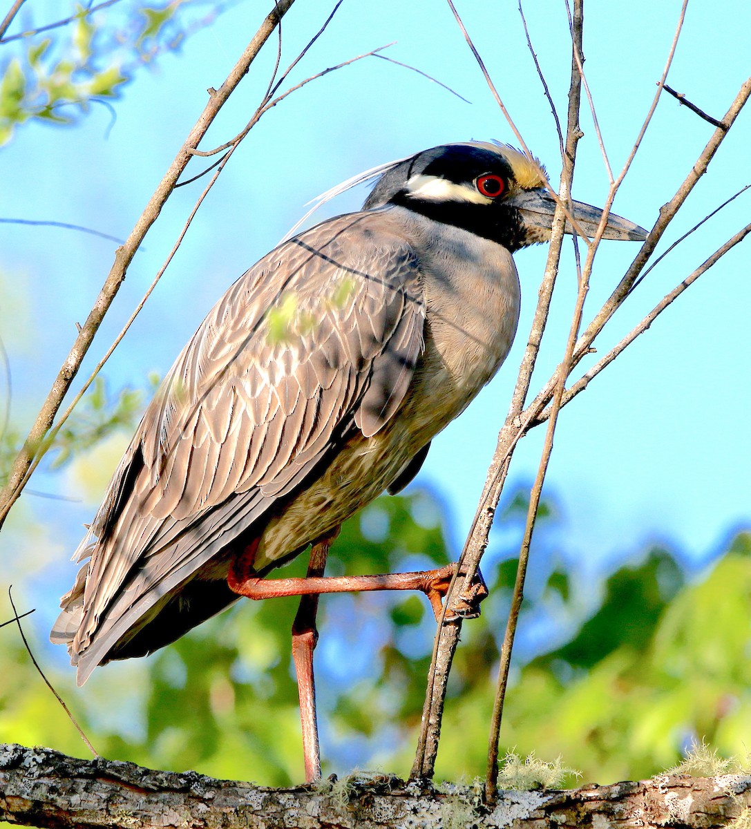 Yellow-crowned Night Heron - Lori White