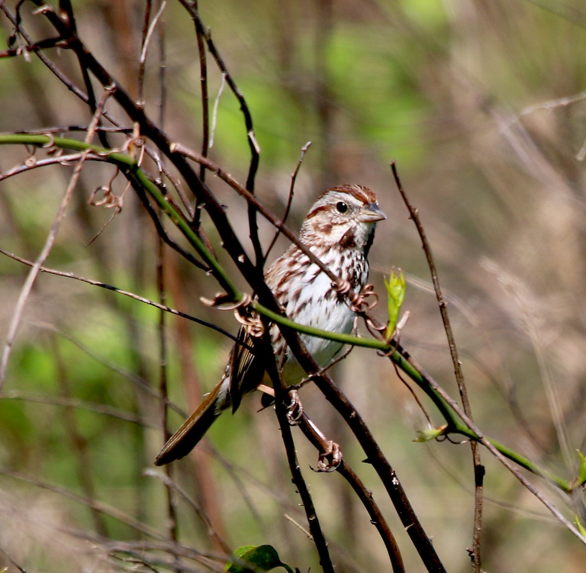 Song Sparrow - ML326837681
