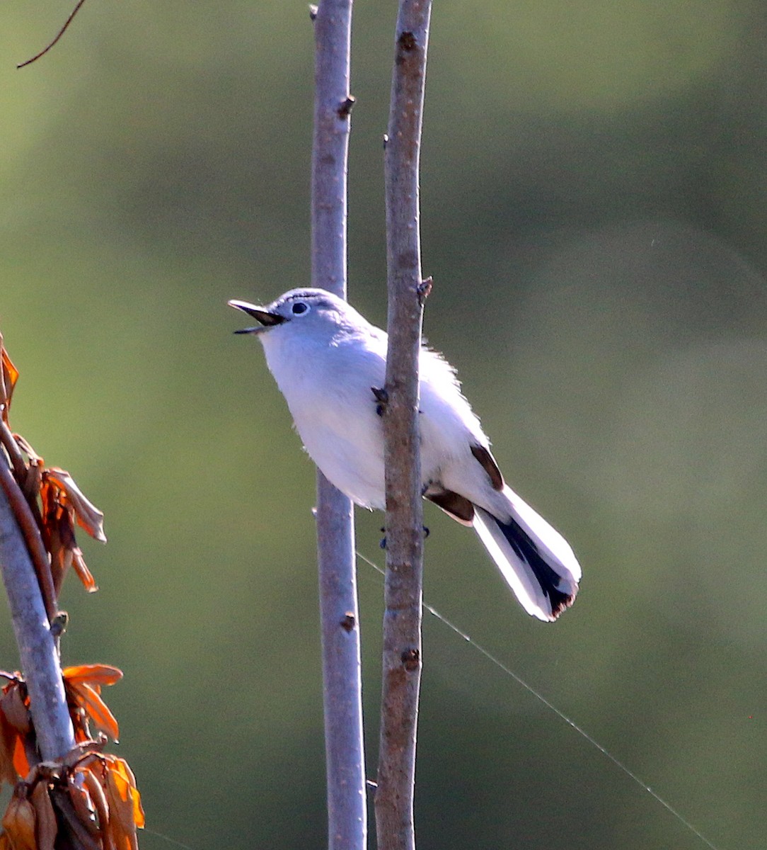 Blue-gray Gnatcatcher - ML326837731