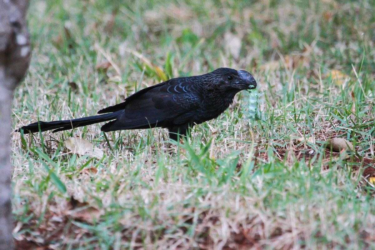 Smooth-billed Ani - Zé Edu Camargo