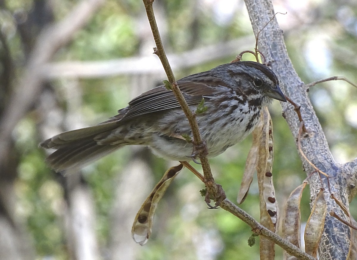 Song Sparrow - ML326840671