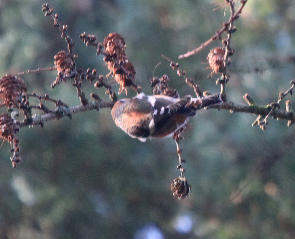 White-winged Crossbill - ML326841691