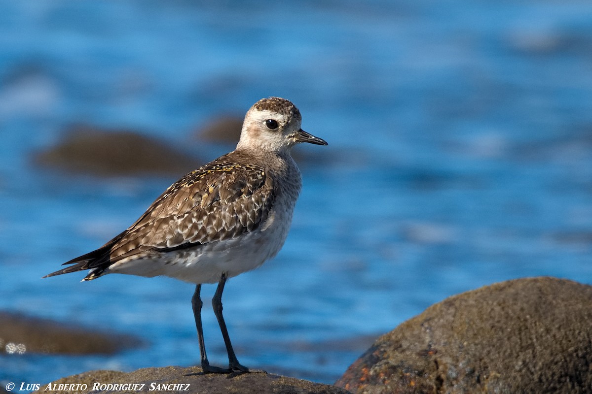 American Golden-Plover - ML326843541