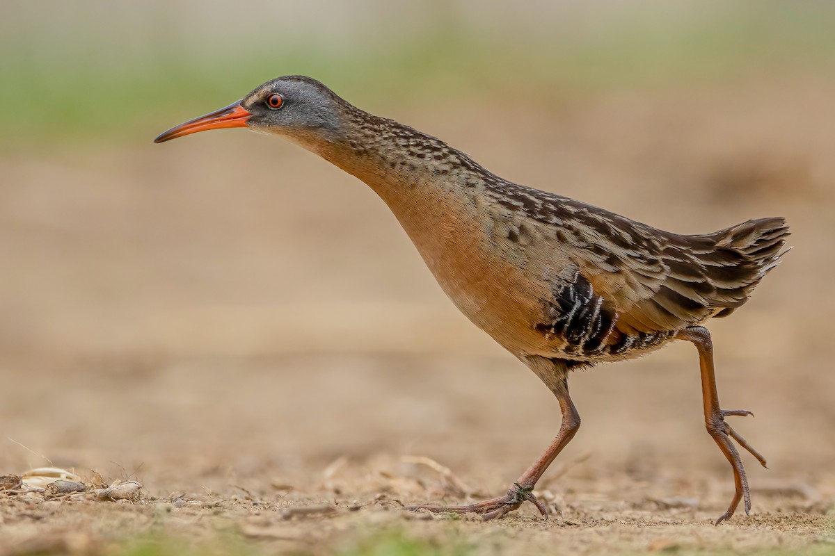 Virginia Rail - ML326843581