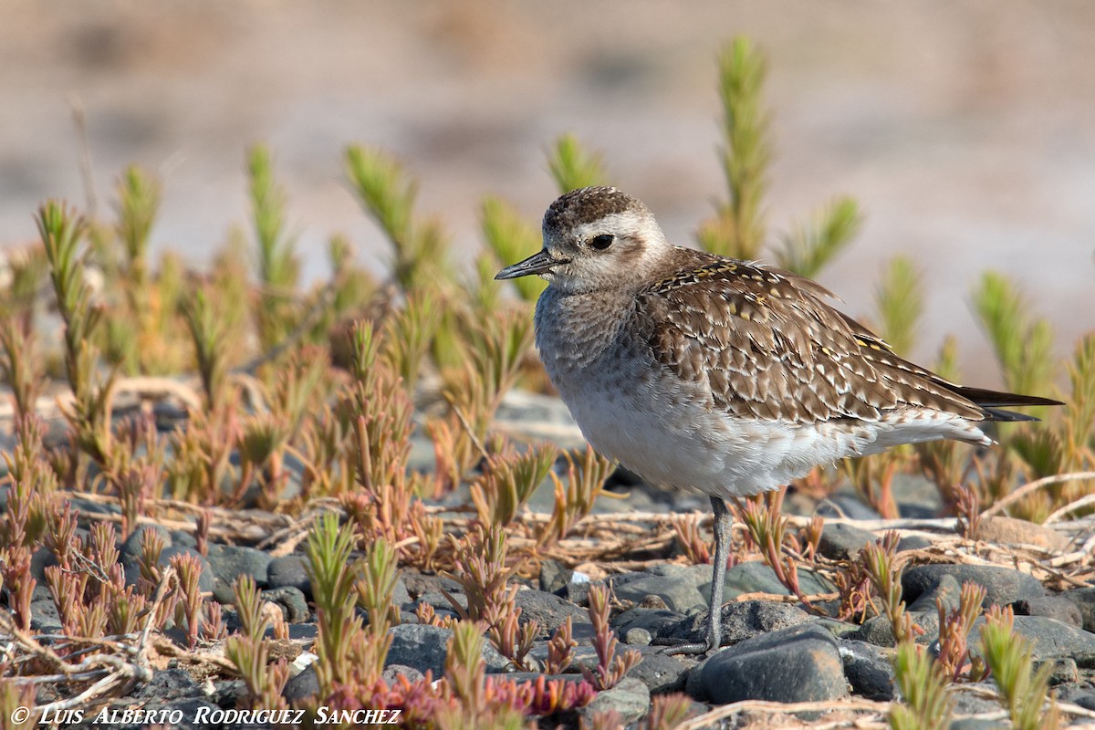 American Golden-Plover - ML326843691